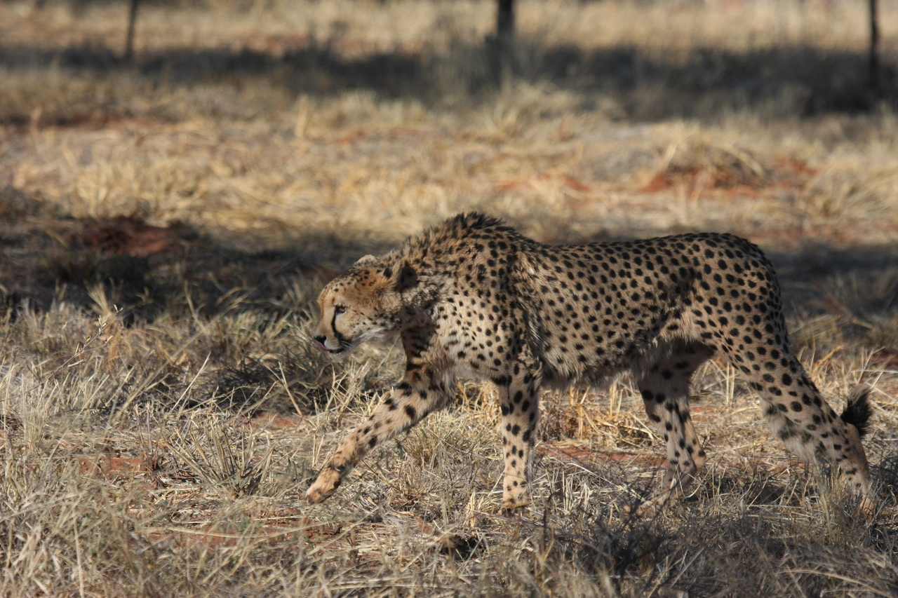 [6440] 2016_06_23_10_49_37_Africa_Canon_EOS_40D_IMG__01228.jpg