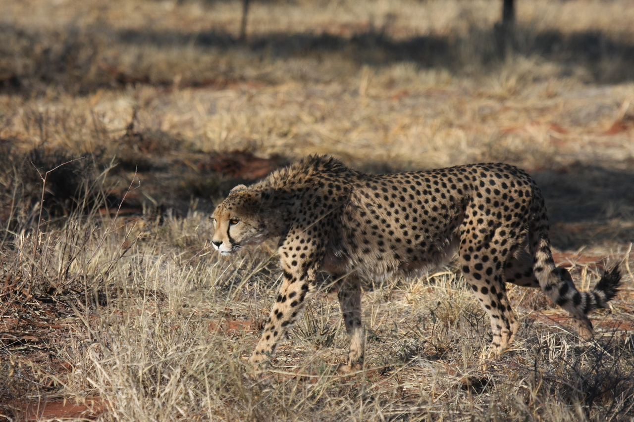 [6442] 2016_06_23_10_49_37_Africa_Canon_EOS_40D_IMG__01230.jpg