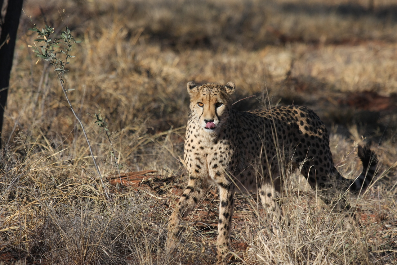 [6446] 2016_06_23_10_49_43_Africa_Canon_EOS_40D_IMG__00397.jpg