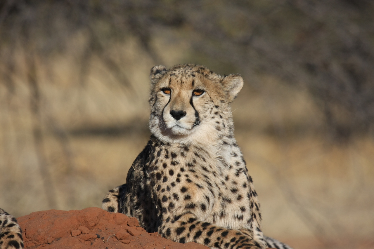 [6460] 2016_06_23_10_53_03_Africa_Canon_EOS_40D_IMG__01235.jpg