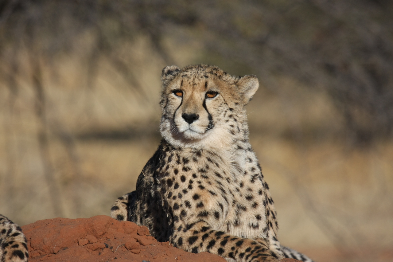 [6463] 2016_06_23_10_53_03_Africa_Canon_EOS_40D_IMG__08683.jpg