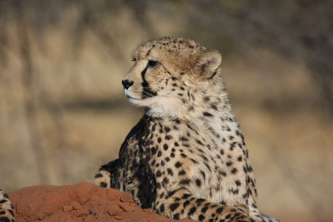 [6465] 2016_06_23_10_53_08_Africa_Canon_EOS_40D_IMG__01237.jpg