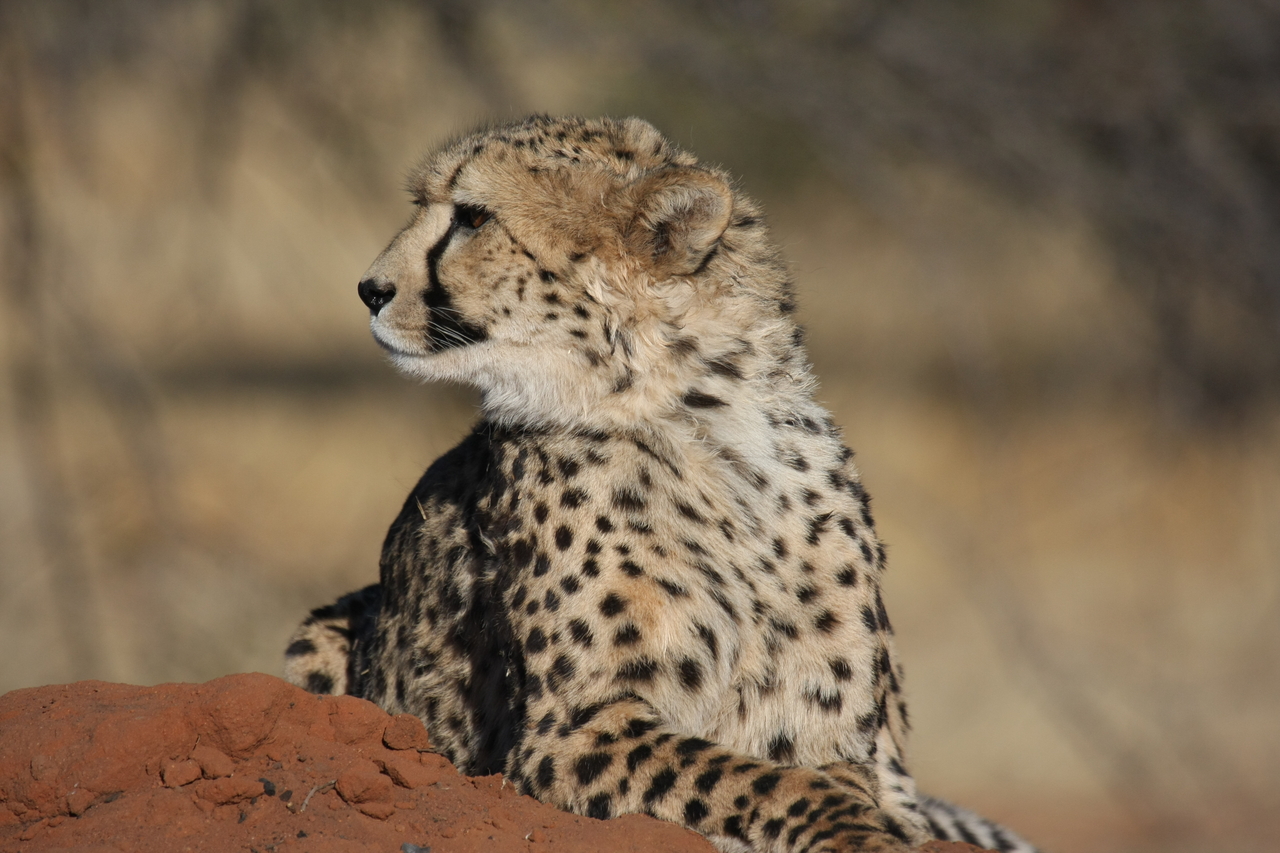 [6468] 2016_06_23_10_53_12_Africa_Canon_EOS_40D_IMG__01238.jpg