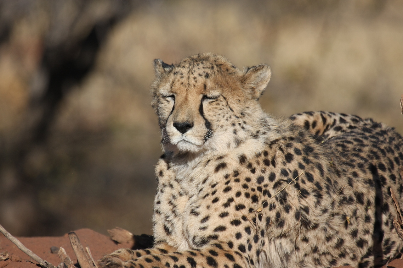 [6470] 2016_06_23_10_53_17_Africa_Canon_EOS_40D_IMG__00405.jpg