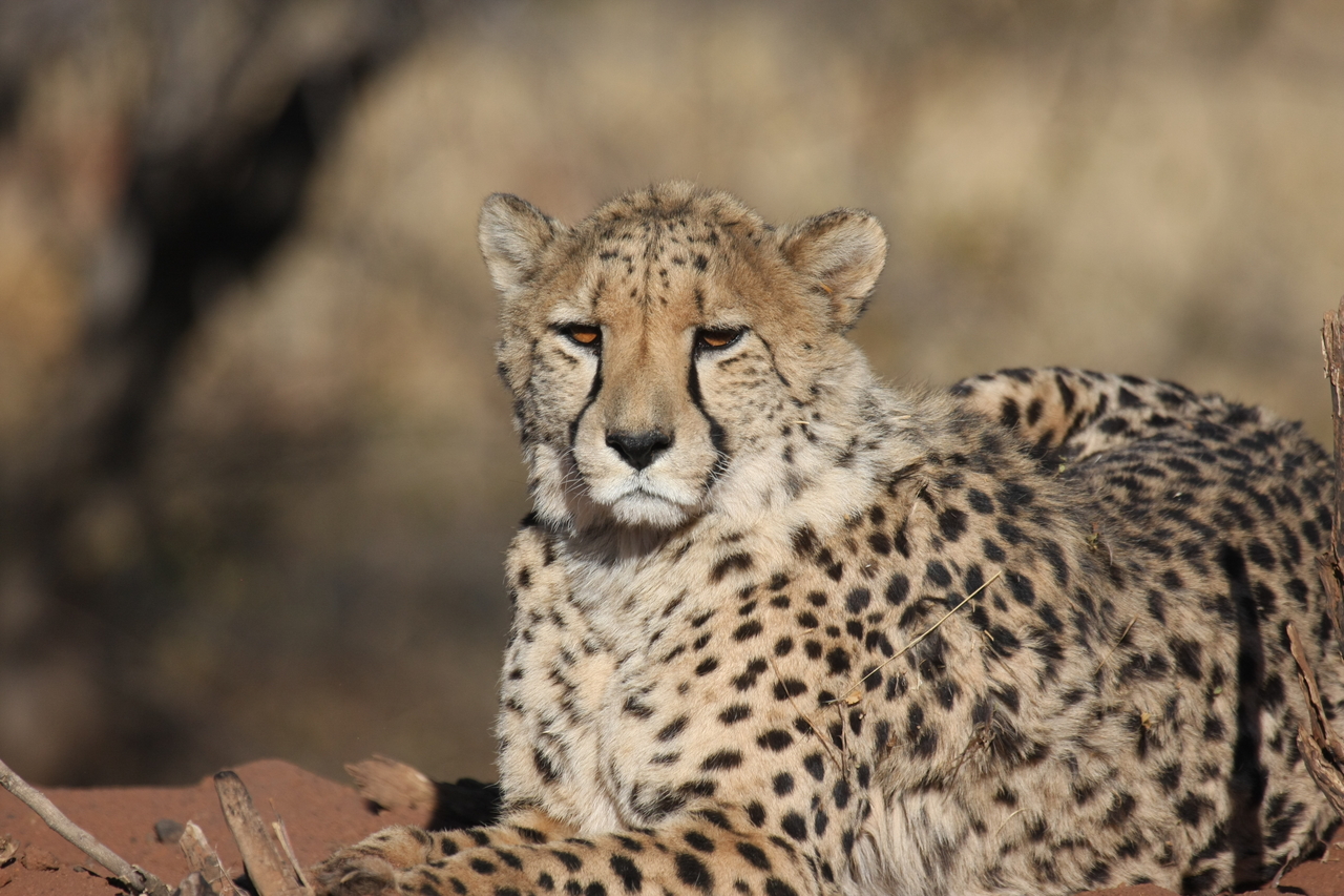 [6471] 2016_06_23_10_53_17_Africa_Canon_EOS_40D_IMG__00406.jpg