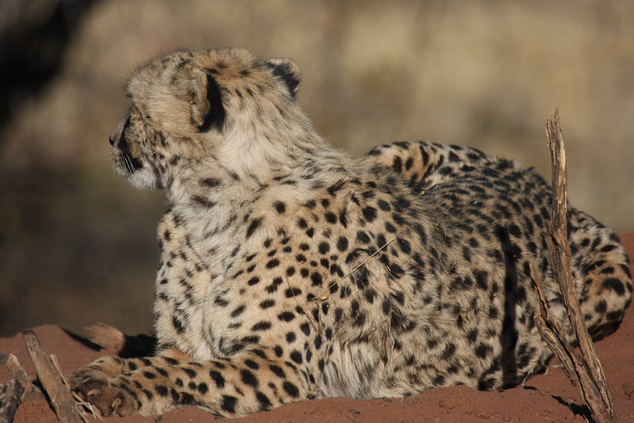 [6517] 2016_06_23_10_54_03_Africa_Canon_EOS_40D_IMG__01253.jpg