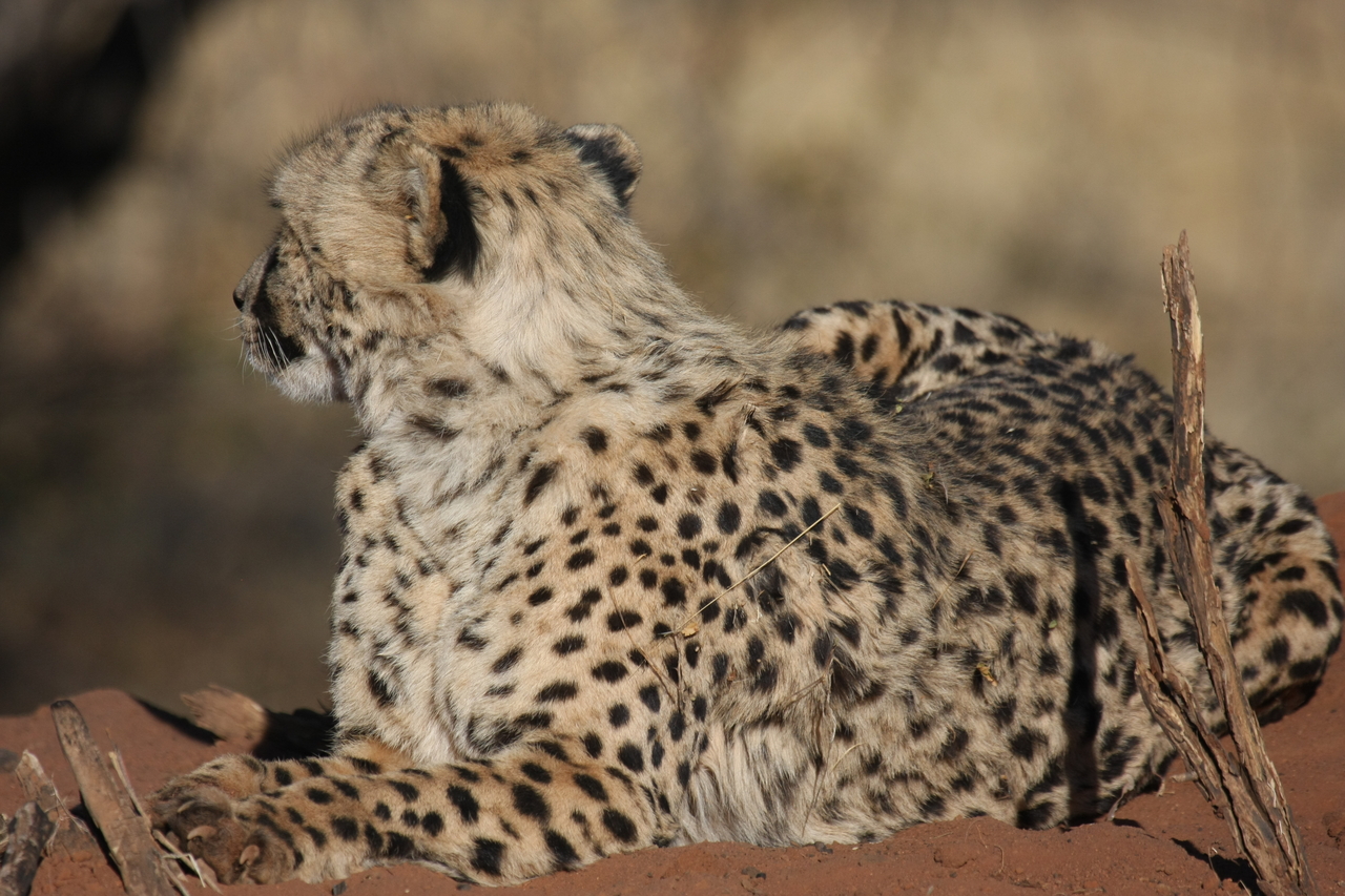 [6521] 2016_06_23_10_54_03_Africa_Canon_EOS_40D_IMG__08701.jpg