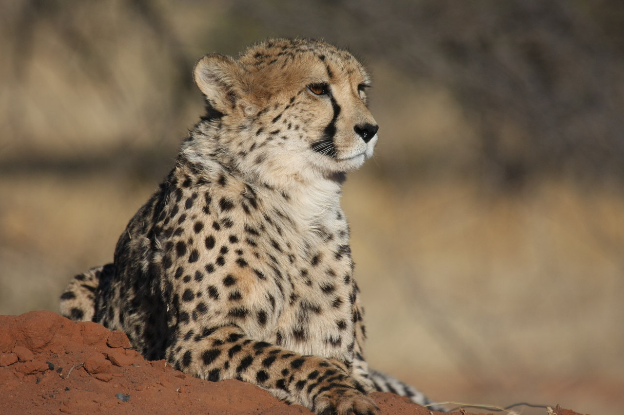 [6529] 2016_06_23_10_54_19_Africa_Canon_EOS_40D_IMG__08703.jpg