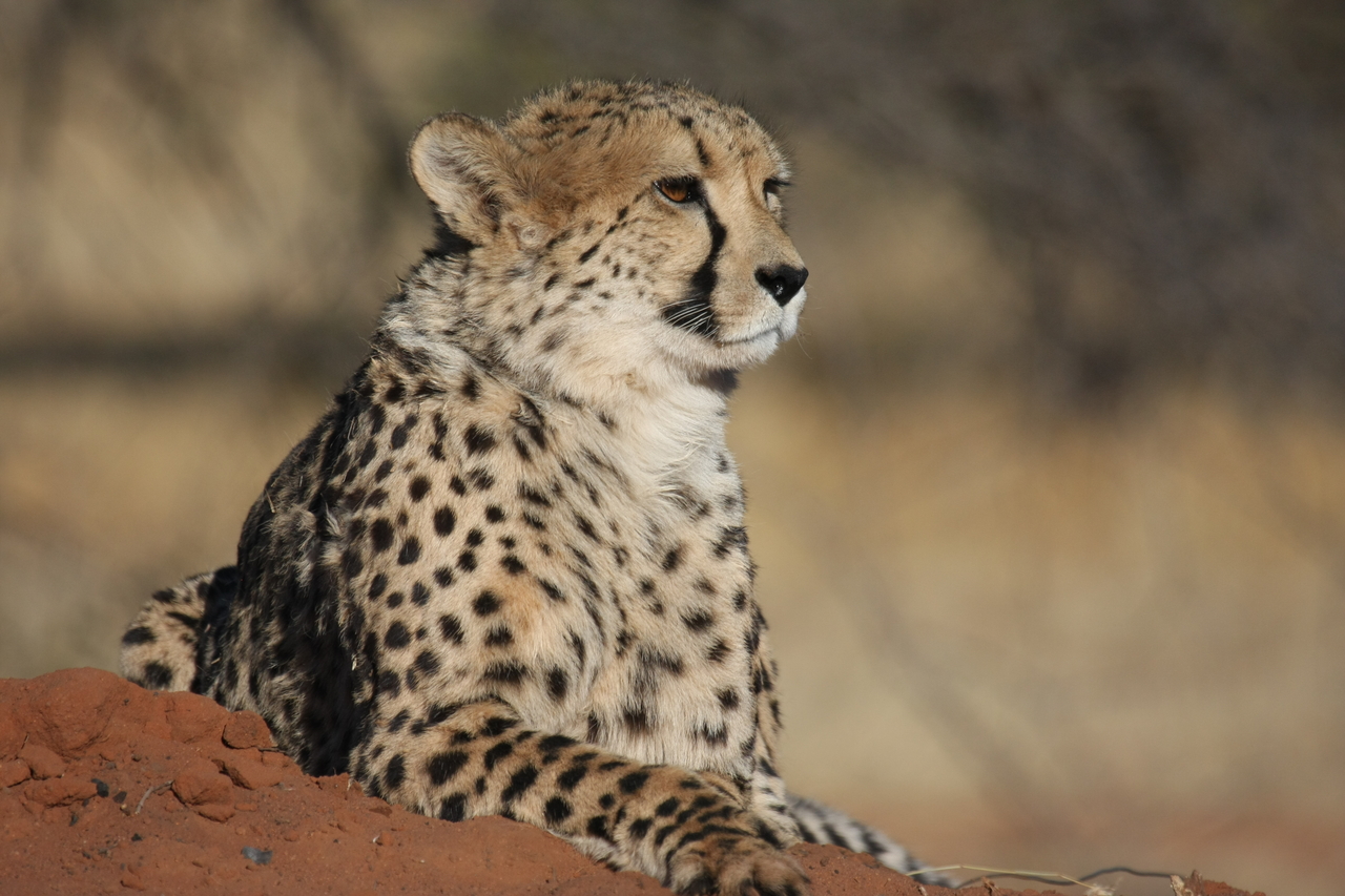 [6530] 2016_06_23_10_54_19_Africa_Canon_EOS_40D_IMG__08704.jpg