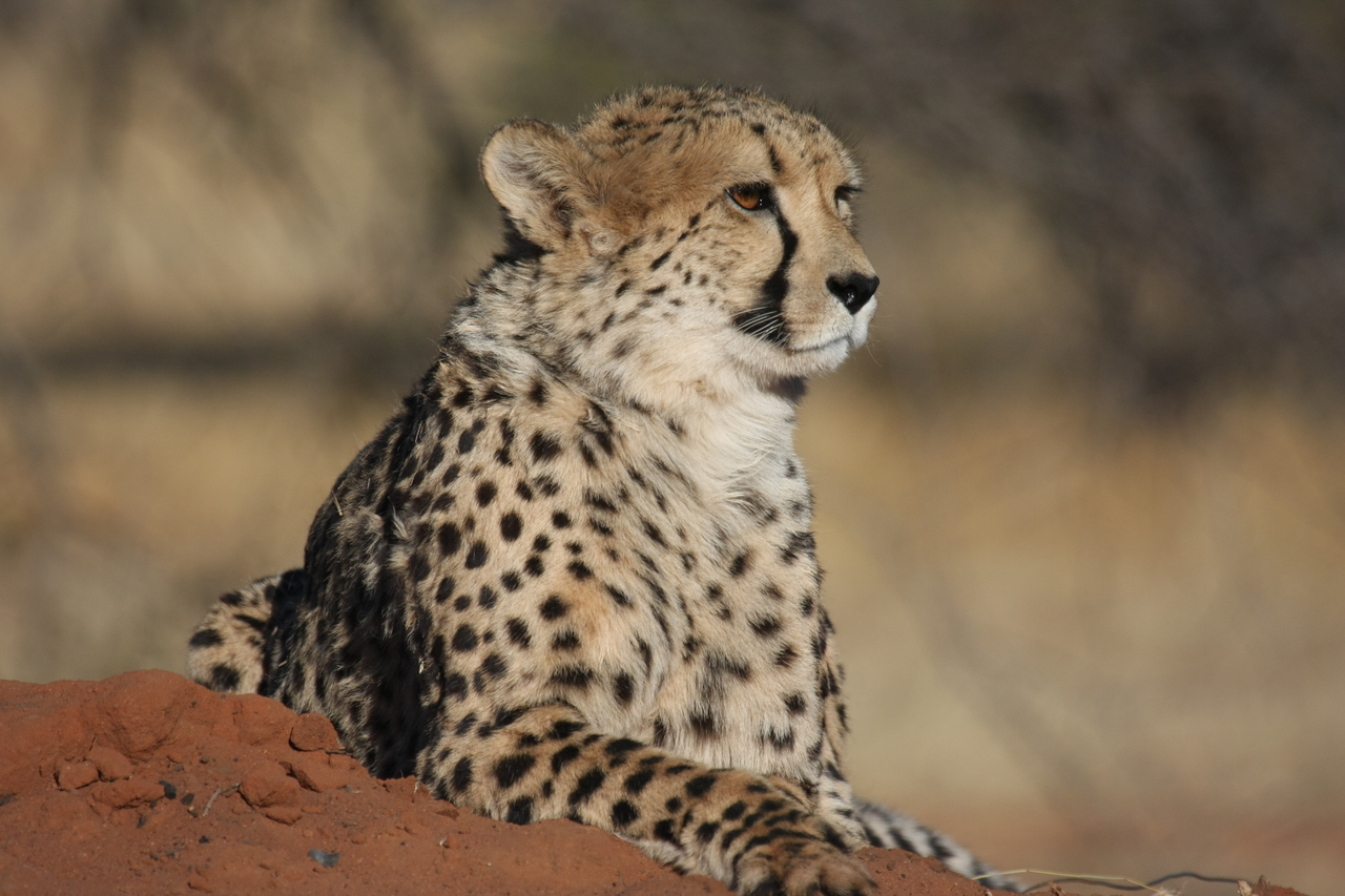 [6531] 2016_06_23_10_54_25_Africa_Canon_EOS_40D_IMG__00424.jpg