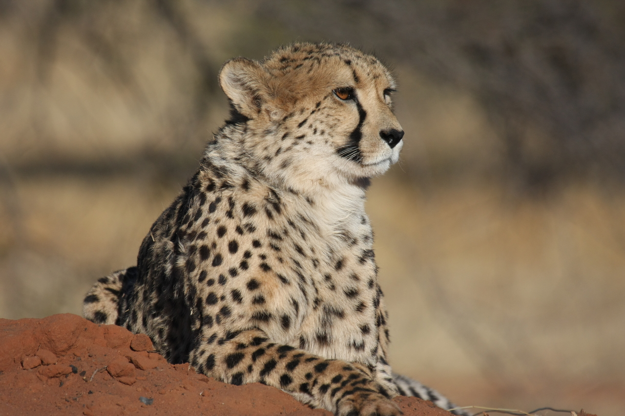 [6536] 2016_06_23_10_54_25_Africa_Canon_EOS_40D_IMG__08706.jpg