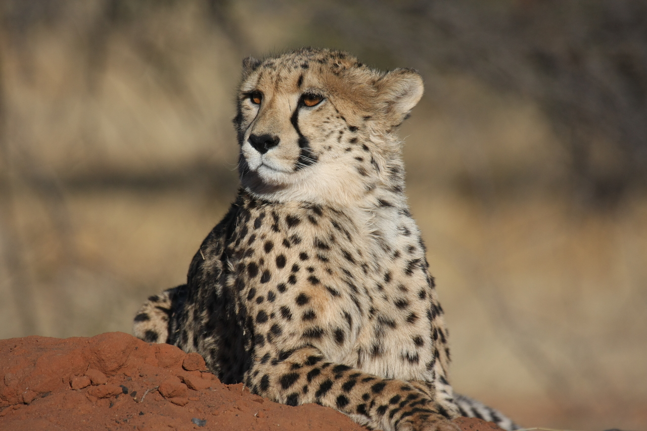 [6539] 2016_06_23_10_54_26_Africa_Canon_EOS_40D_IMG__01260.jpg