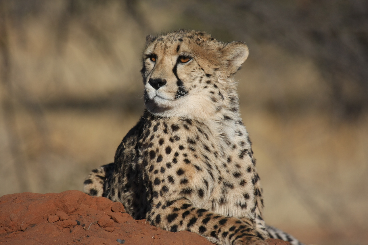 [6540] 2016_06_23_10_54_26_Africa_Canon_EOS_40D_IMG__01261.jpg