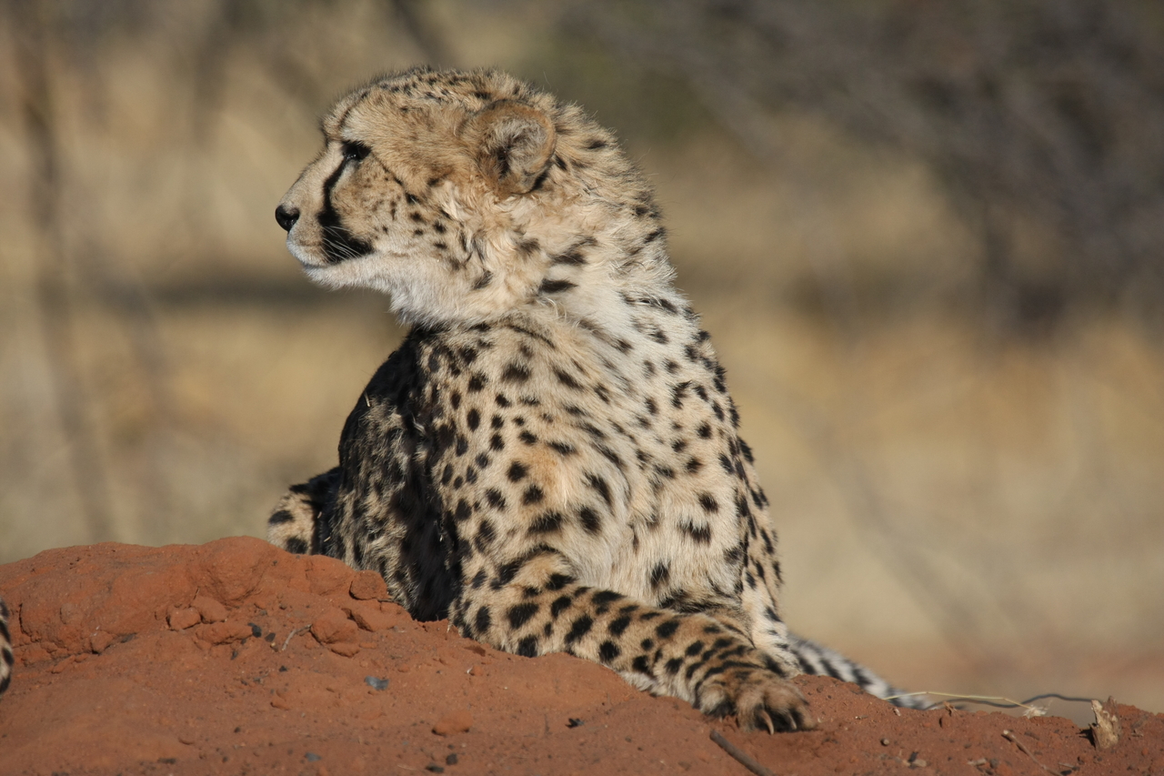 [6545] 2016_06_23_10_54_41_Africa_Canon_EOS_40D_IMG__01262.jpg