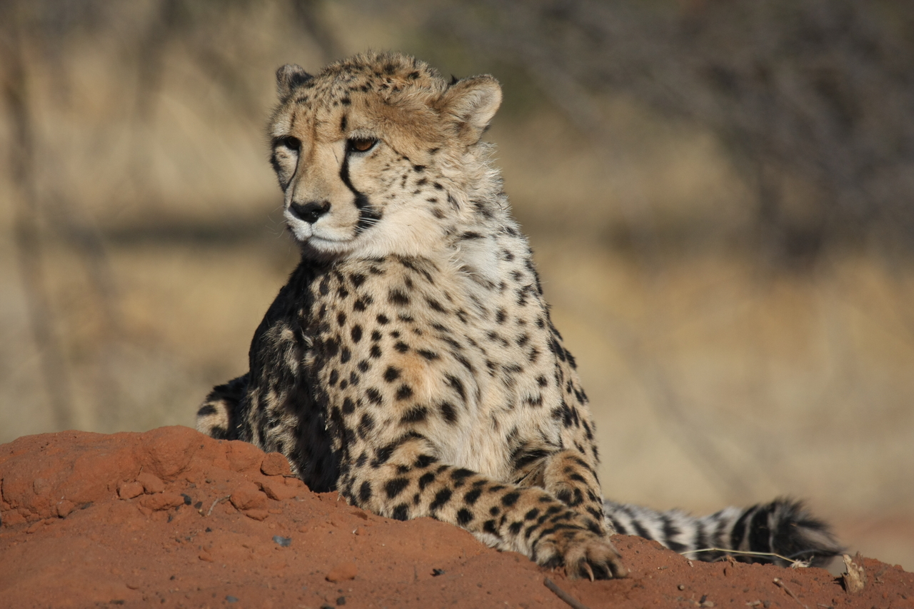 [6549] 2016_06_23_10_54_46_Africa_Canon_EOS_40D_IMG__00430.jpg