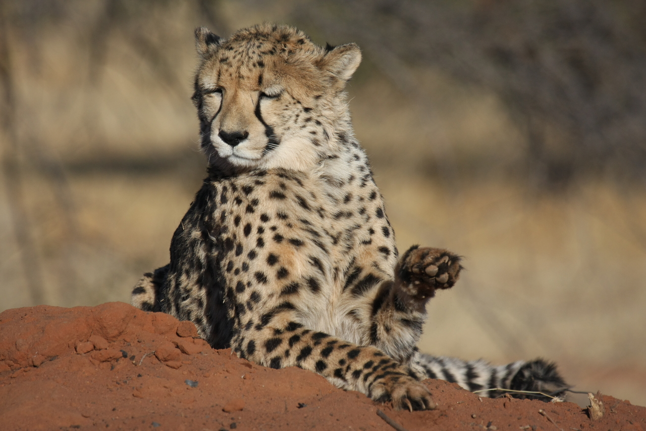 [6556] 2016_06_23_10_54_46_Africa_Canon_EOS_40D_IMG__08712.jpg