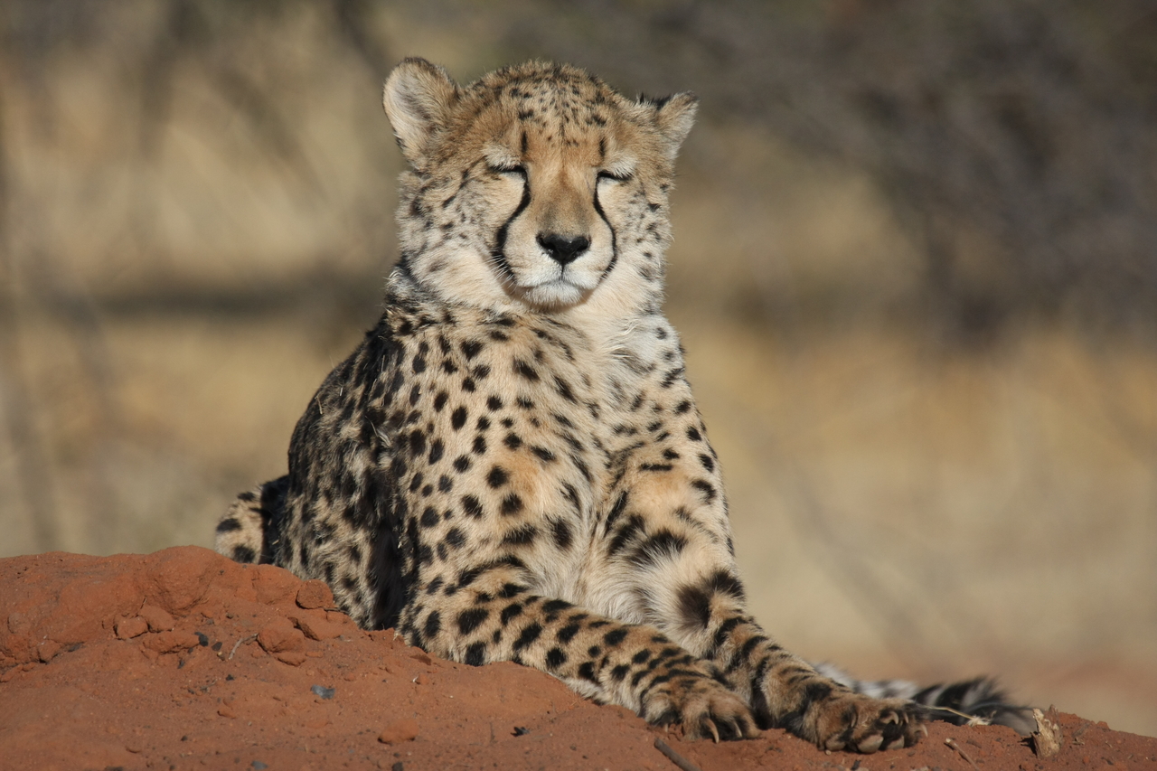 [6558] 2016_06_23_10_54_47_Africa_Canon_EOS_40D_IMG__00433.jpg