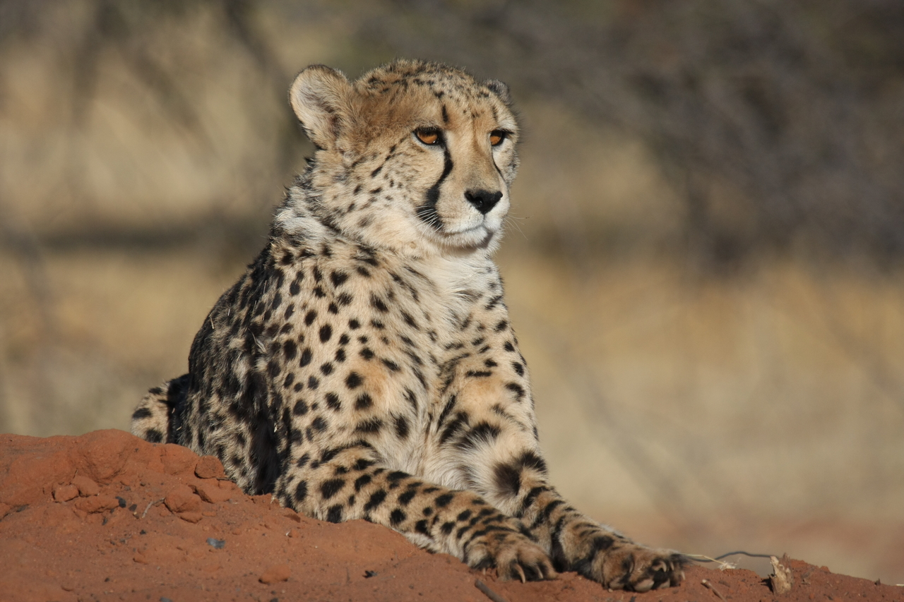 [6569] 2016_06_23_10_54_48_Africa_Canon_EOS_40D_IMG__08717.jpg