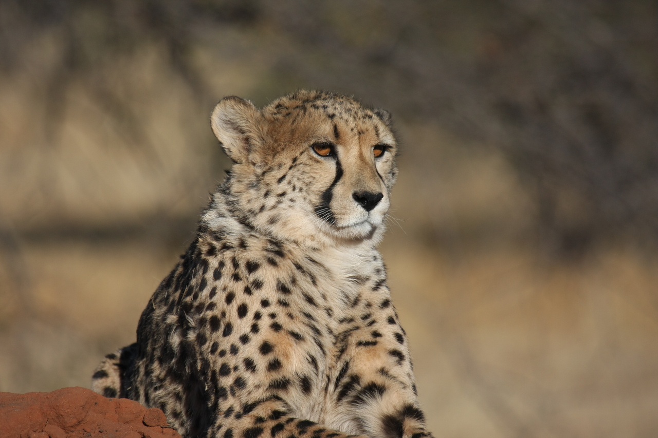 [6578] 2016_06_23_10_54_52_Africa_Canon_EOS_40D_IMG__08718.jpg