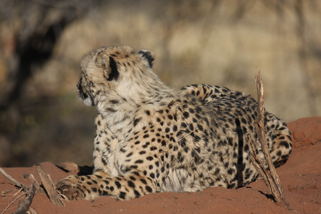 [6584] 2016_06_23_10_54_59_Africa_Canon_EOS_40D_IMG__08720.jpg