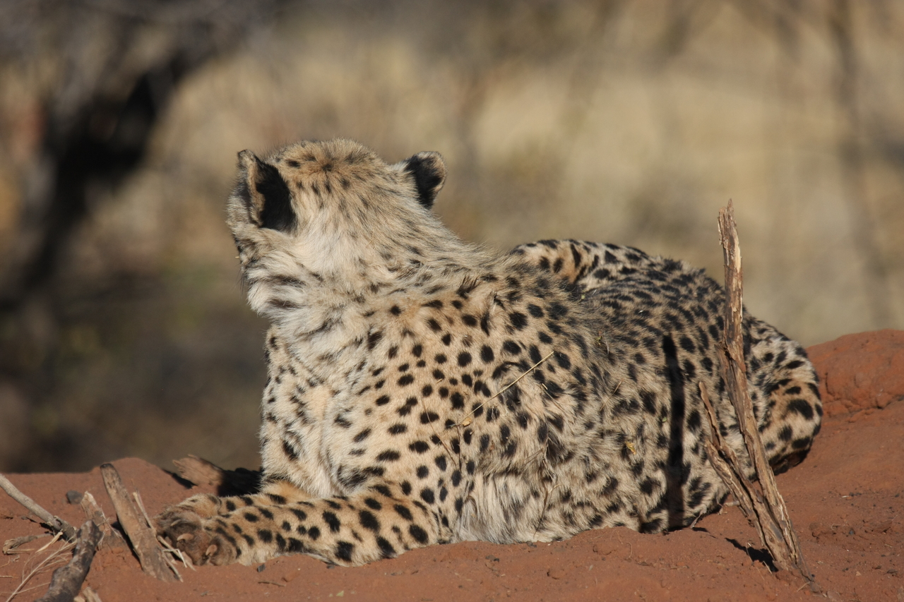 [6585] 2016_06_23_10_54_59_Africa_Canon_EOS_40D_IMG__08721.jpg