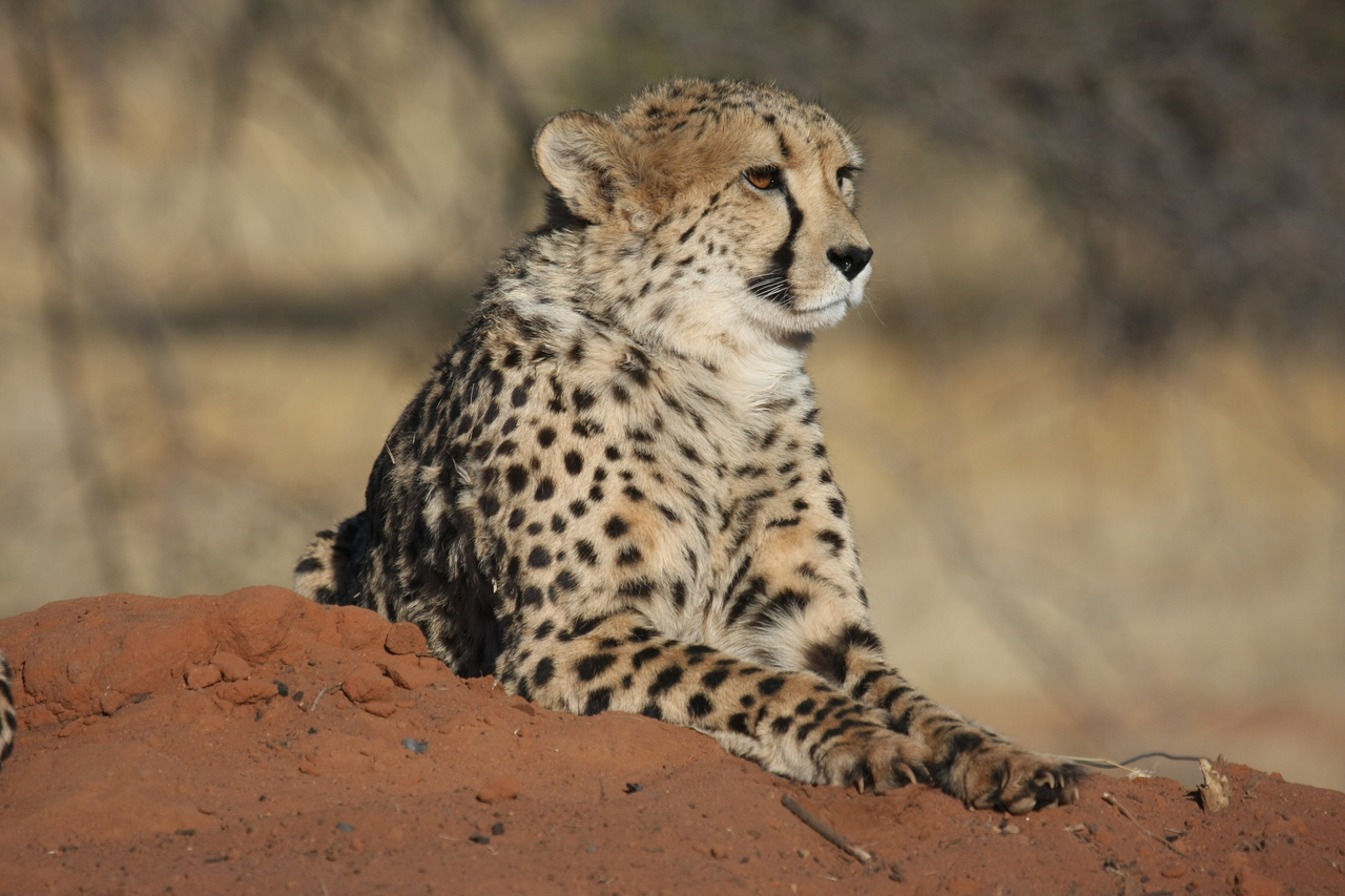 [6597] 2016_06_23_10_55_31_Africa_Canon_EOS_40D_IMG__01275.jpg