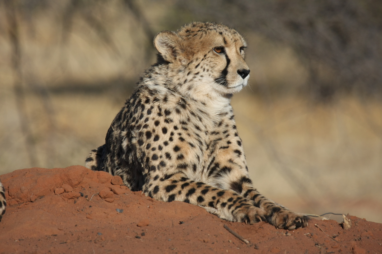 [6599] 2016_06_23_10_55_31_Africa_Canon_EOS_40D_IMG__01277.jpg