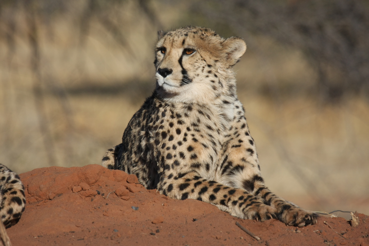 [6606] 2016_06_23_10_55_33_Africa_Canon_EOS_40D_IMG__01279.jpg