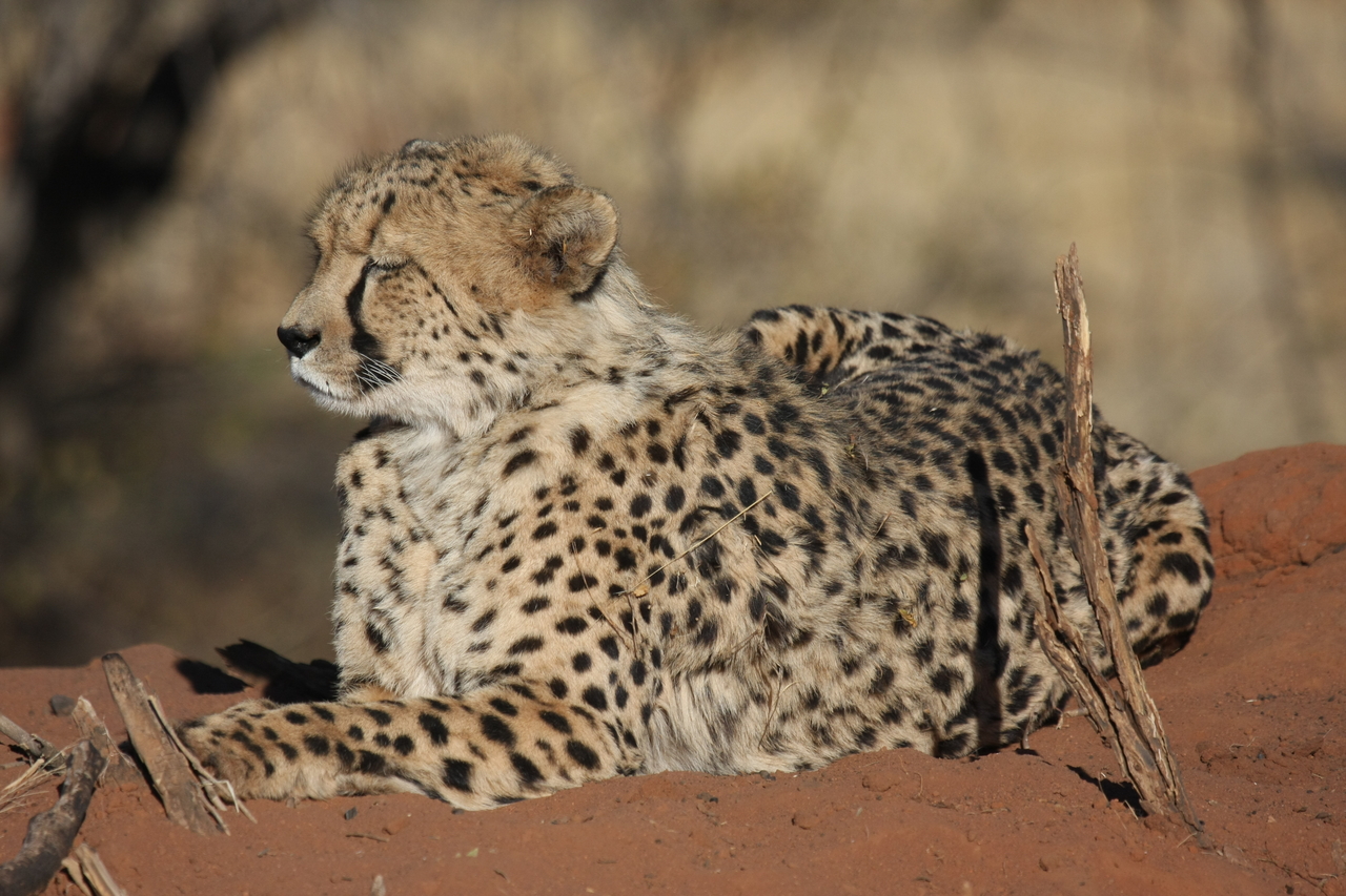 [6624] 2016_06_23_10_55_41_Africa_Canon_EOS_40D_IMG__08730.jpg