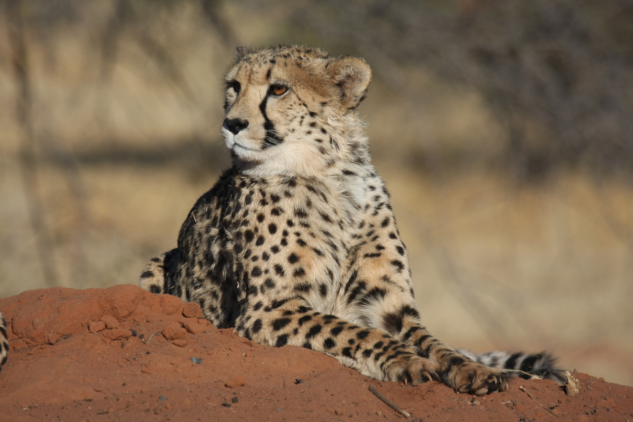 [6632] 2016_06_23_10_55_53_Africa_Canon_EOS_40D_IMG__01285.jpg