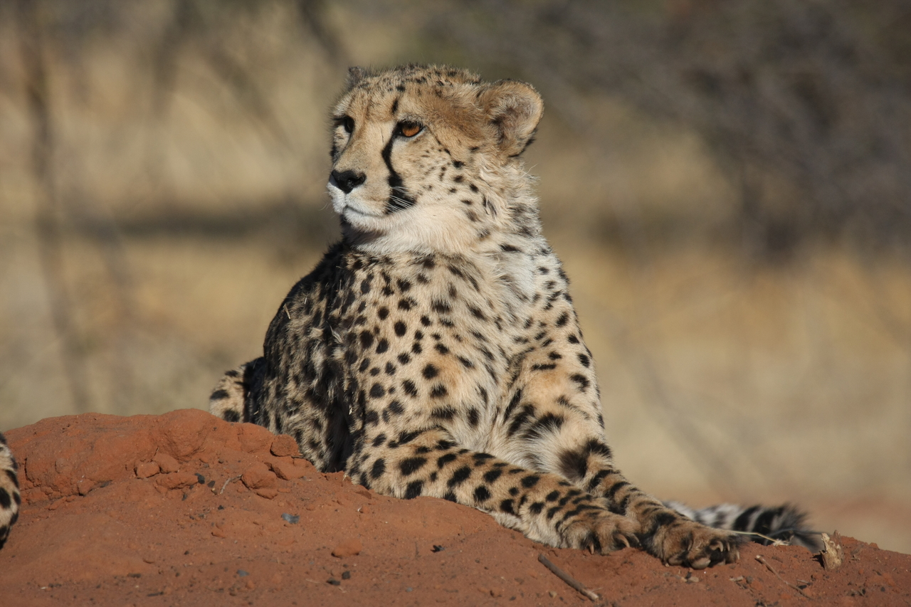 [6633] 2016_06_23_10_55_53_Africa_Canon_EOS_40D_IMG__08731.jpg