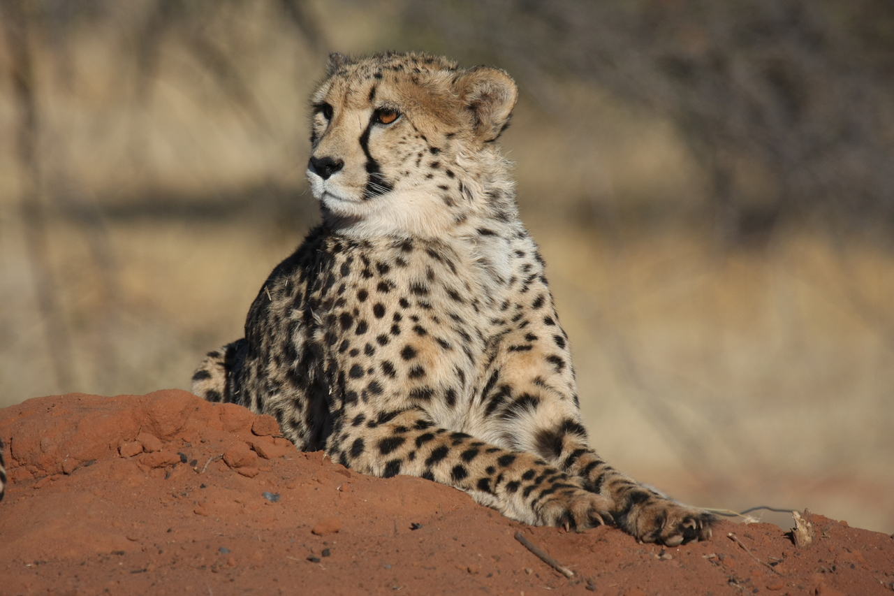 [6647] 2016_06_23_10_56_00_Africa_Canon_EOS_40D_IMG__08733.jpg