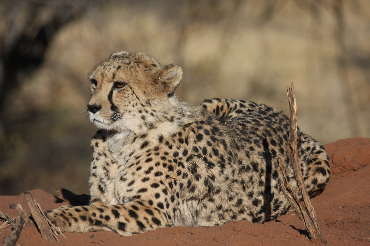 [6649] 2016_06_23_10_56_10_Africa_Canon_EOS_40D_IMG__00454.jpg