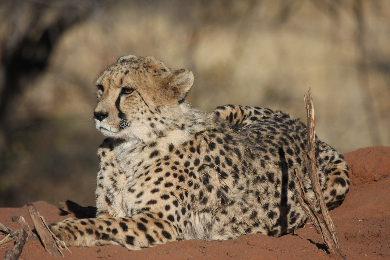 [6653] 2016_06_23_10_56_10_Africa_Canon_EOS_40D_IMG__01289.jpg