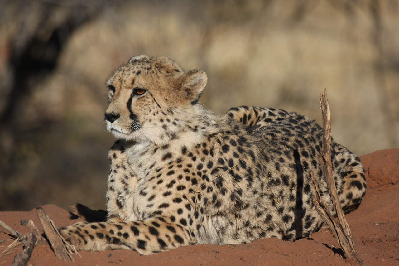 [6657] 2016_06_23_10_56_10_Africa_Canon_EOS_40D_IMG__08737.jpg