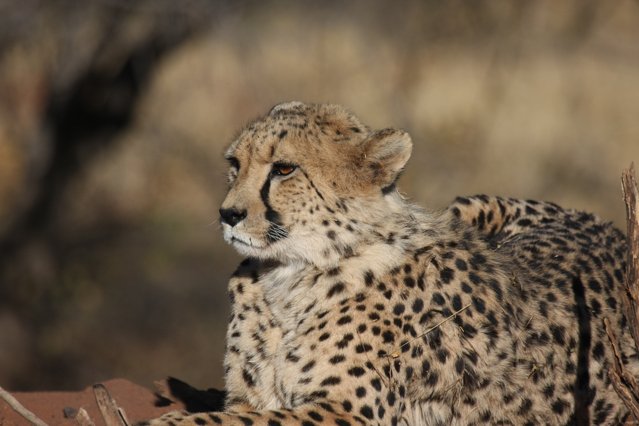 [6662] 2016_06_23_10_56_15_Africa_Canon_EOS_40D_IMG__08738.jpg