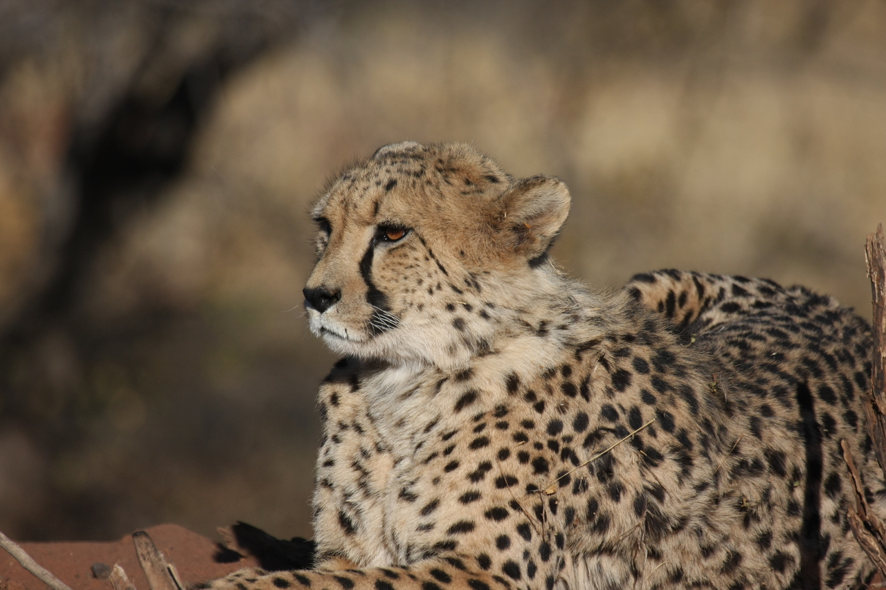 [6663] 2016_06_23_10_56_15_Africa_Canon_EOS_40D_IMG__08739.jpg