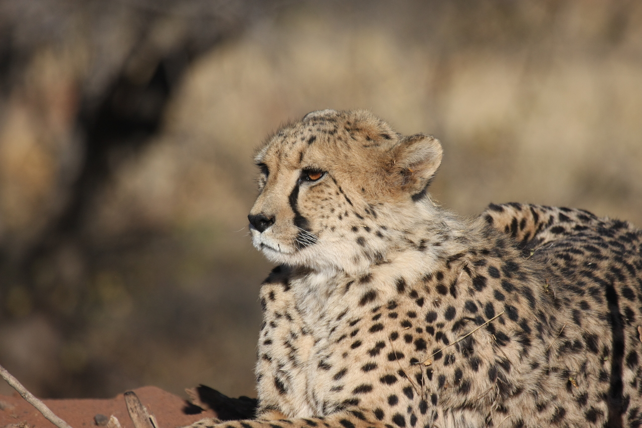 [6666] 2016_06_23_10_56_17_Africa_Canon_EOS_40D_IMG__00461.jpg