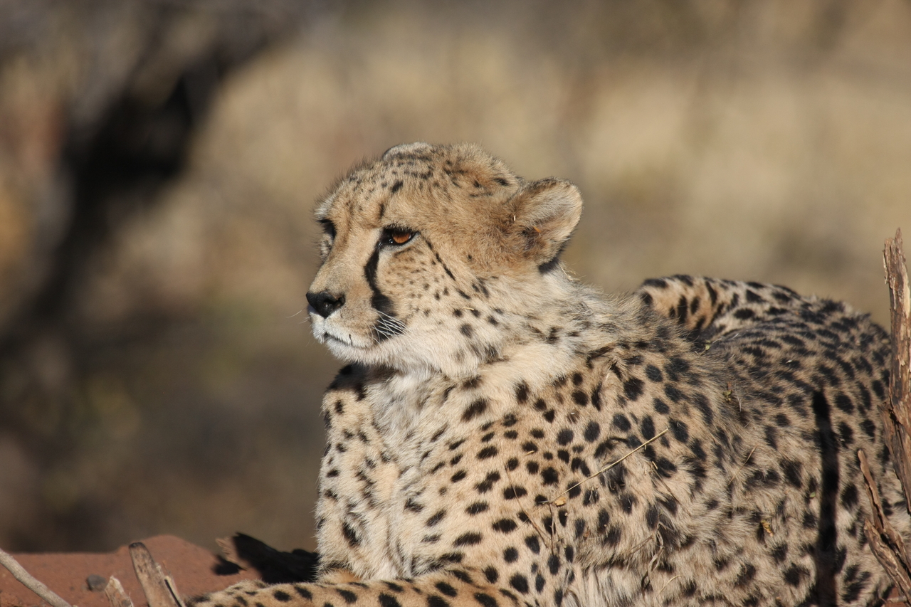 [6667] 2016_06_23_10_56_17_Africa_Canon_EOS_40D_IMG__01293.jpg