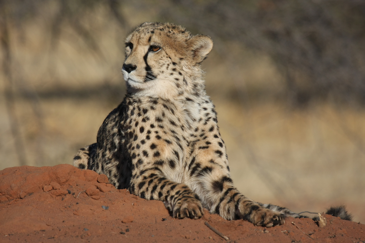 [6675] 2016_06_23_10_56_57_Africa_Canon_EOS_40D_IMG__01296.jpg