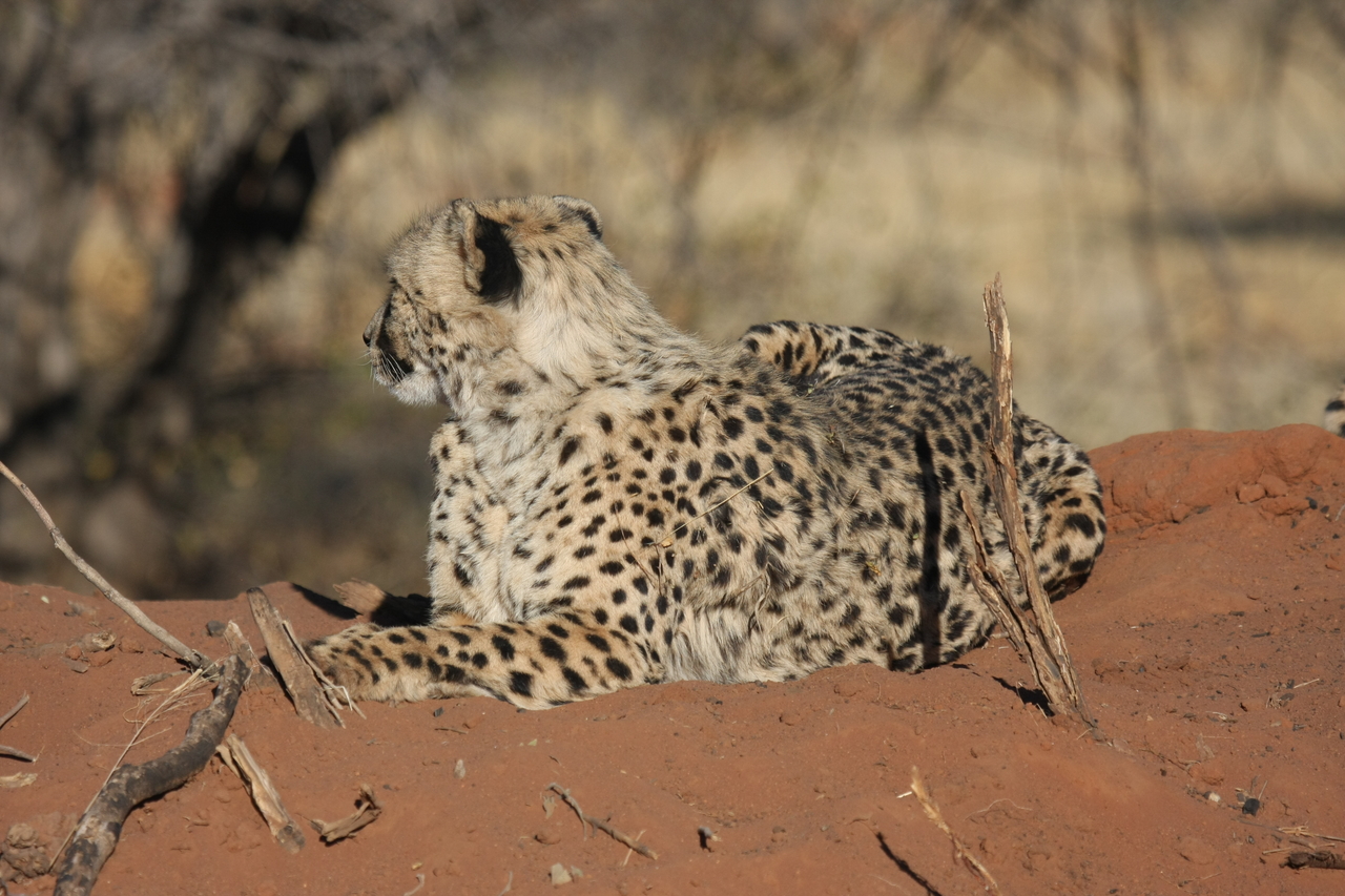 [6688] 2016_06_23_10_57_11_Africa_Canon_EOS_40D_IMG__00467.jpg