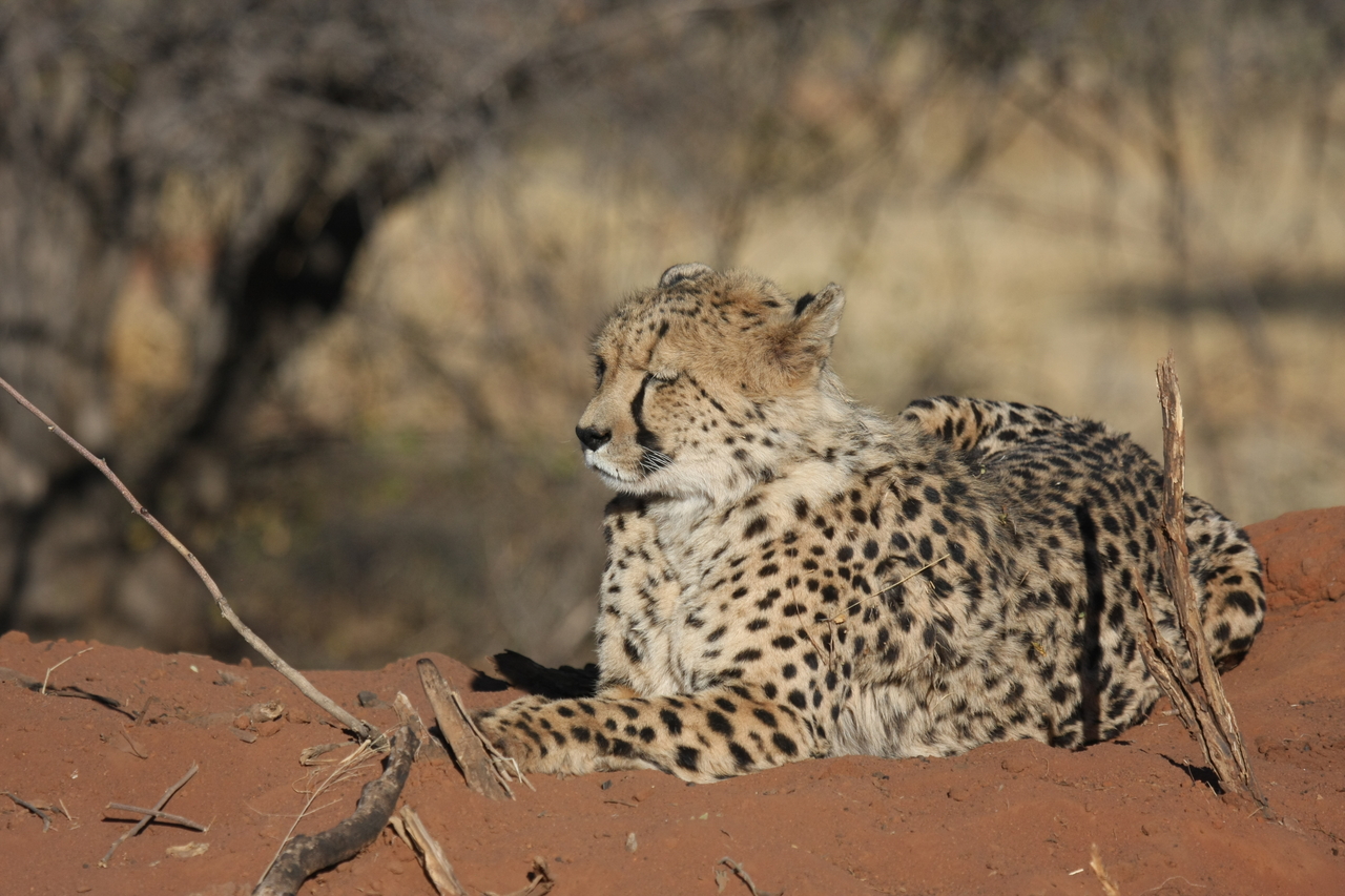 [6698] 2016_06_23_10_57_51_Africa_Canon_EOS_40D_IMG__08750.jpg