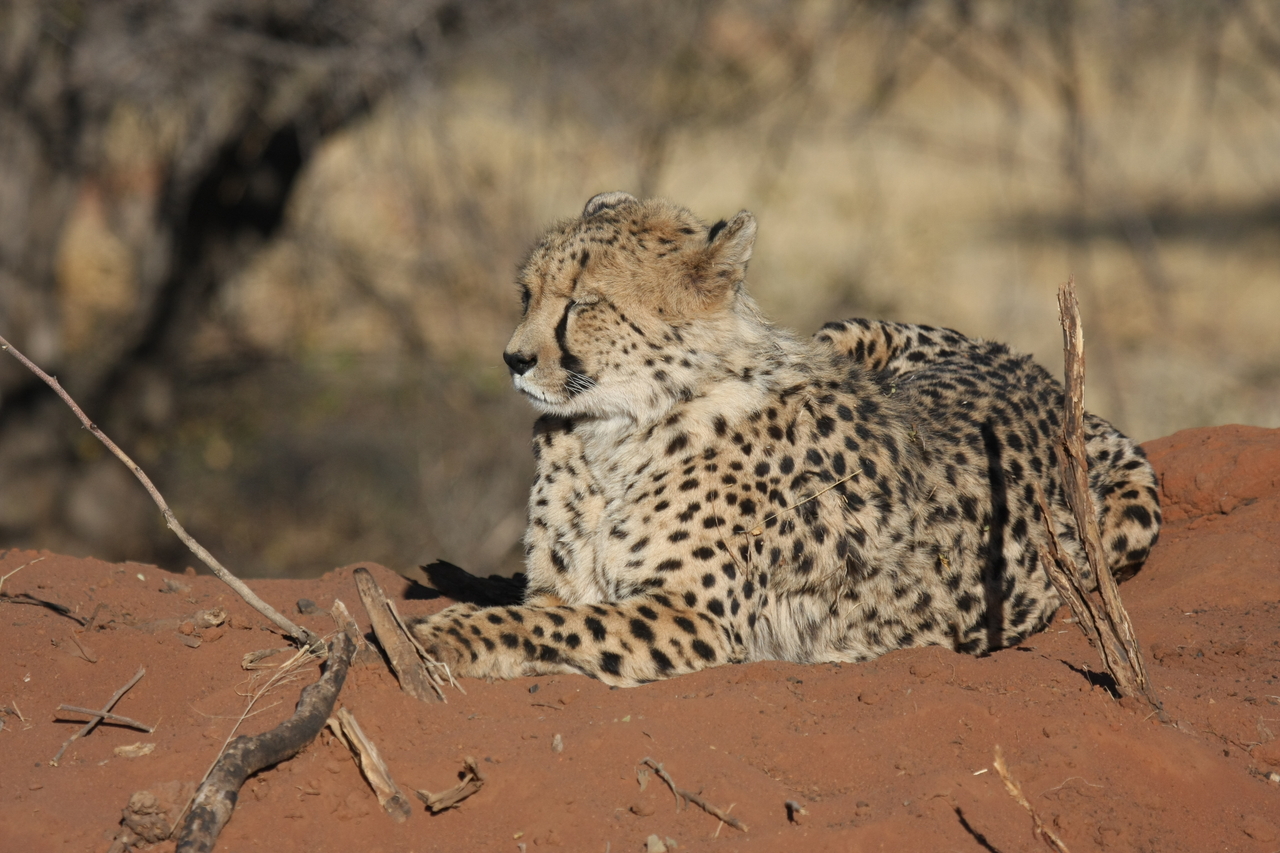 [6701] 2016_06_23_10_58_00_Africa_Canon_EOS_40D_IMG__00472.jpg