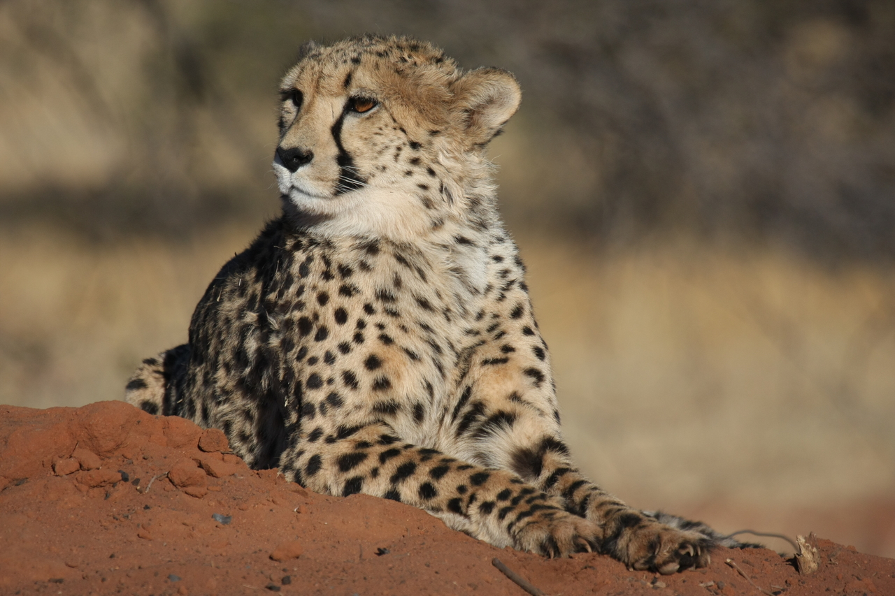 [6720] 2016_06_23_10_58_29_Africa_Canon_EOS_40D_IMG__00477.jpg