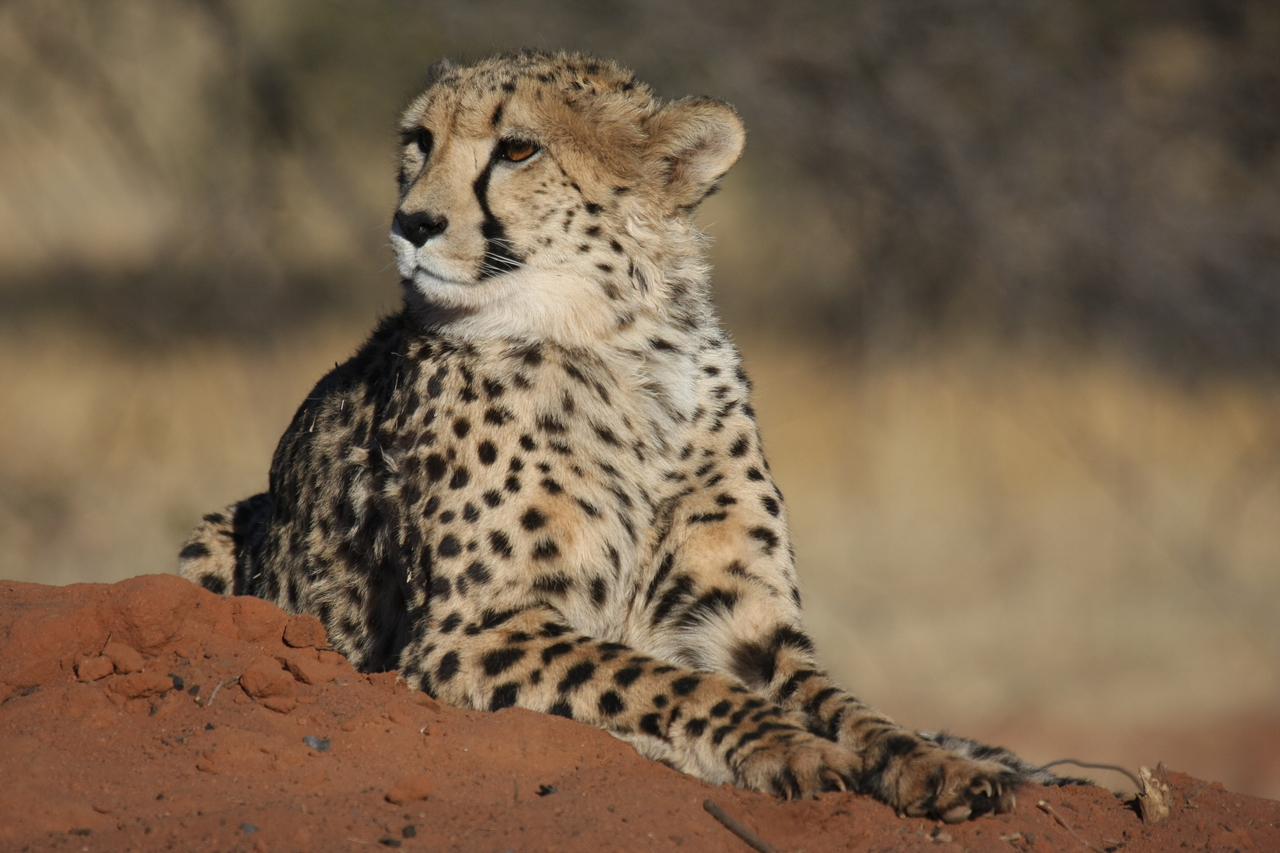 [6722] 2016_06_23_10_58_29_Africa_Canon_EOS_40D_IMG__01310.jpg