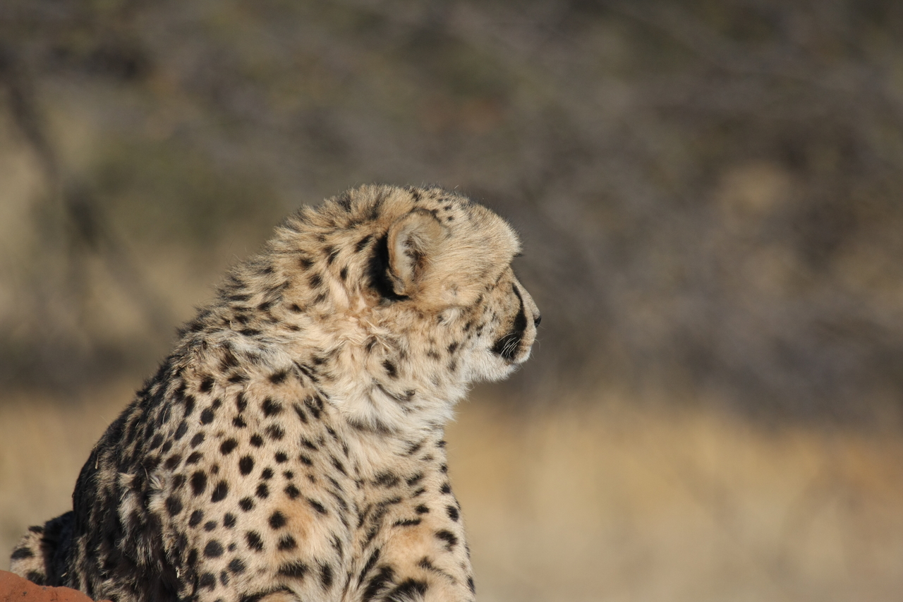 [6737] 2016_06_23_10_58_40_Africa_Canon_EOS_40D_IMG__01315.jpg