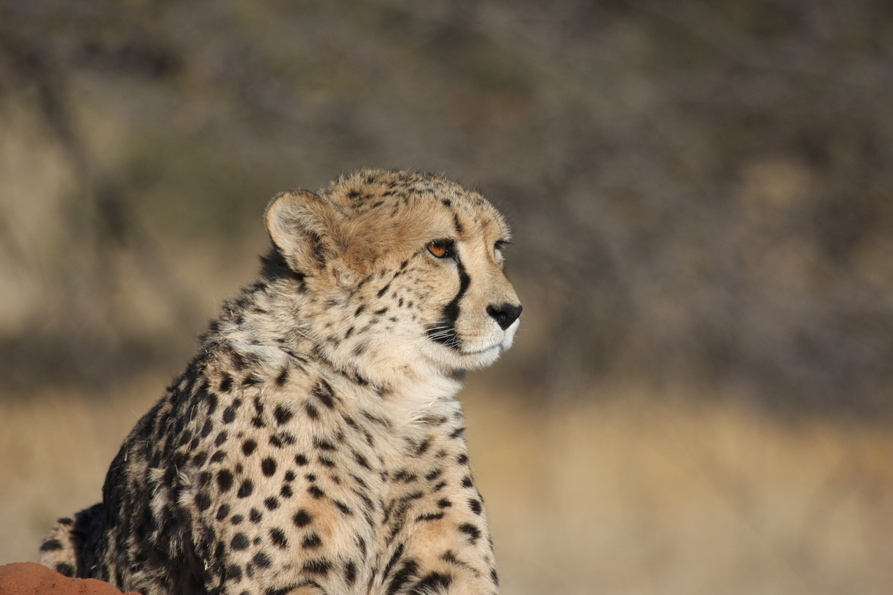 [6747] 2016_06_23_10_58_41_Africa_Canon_EOS_40D_IMG__08765.jpg