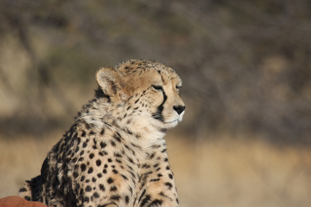 [6752] 2016_06_23_10_58_43_Africa_Canon_EOS_40D_IMG__01320.jpg