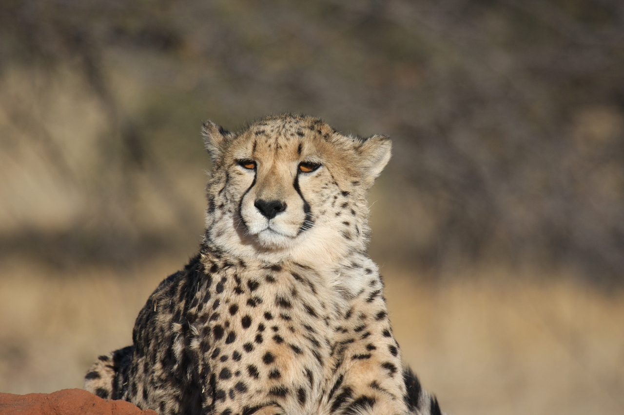 [6758] 2016_06_23_10_58_44_Africa_Canon_EOS_40D_IMG__00489.jpg