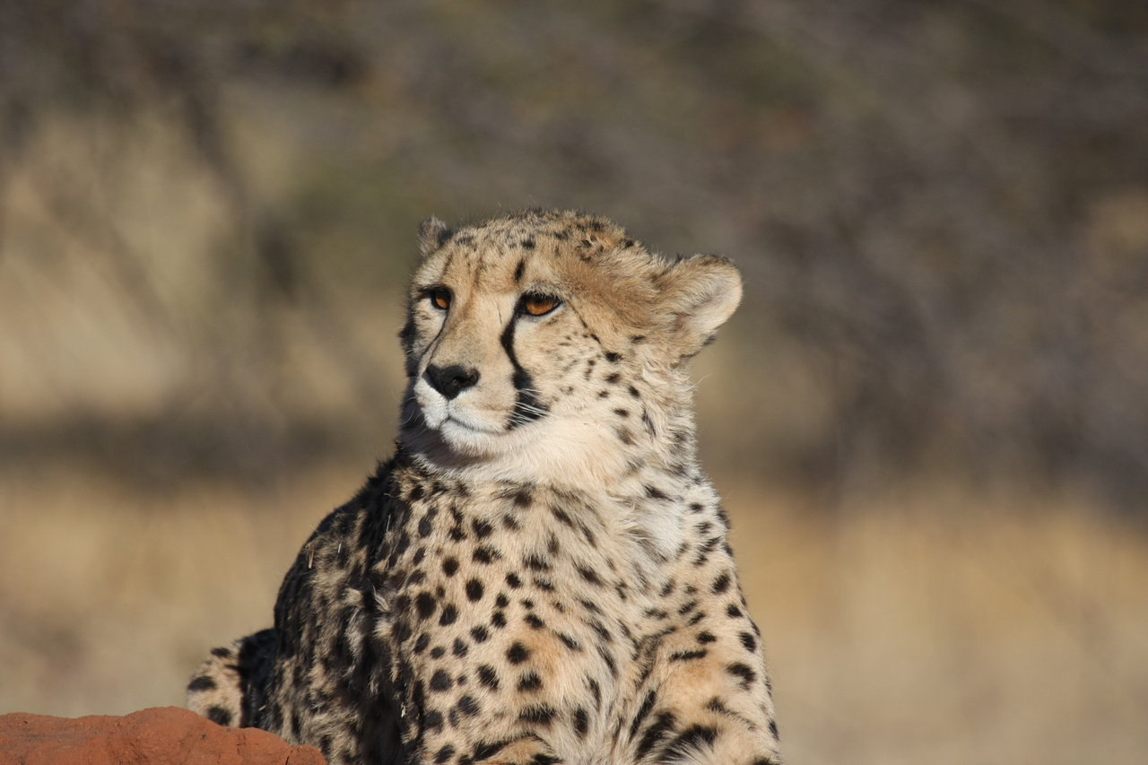 [6767] 2016_06_23_10_58_46_Africa_Canon_EOS_40D_IMG__01326.jpg